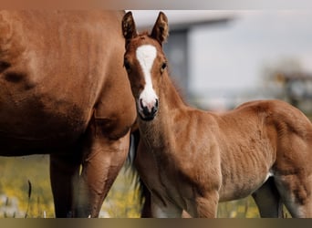 American Quarter Horse, Hengst, Veulen (04/2026), Vos, in Deining