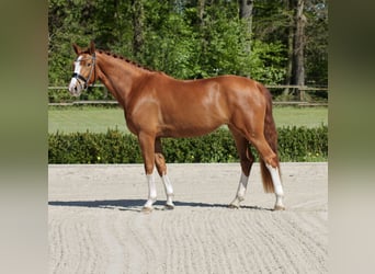 Hannover, Giumenta, 4 Anni, 168 cm, Sauro, in Lienen