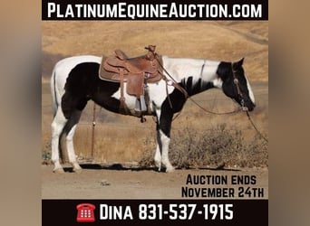 American Quarter Horse, Mare, 12 years, 15 hh, Tobiano-all-colors, in Paicines CA,