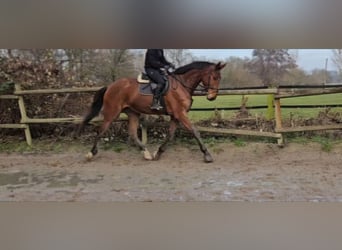 Zangersheider, Gelding, 4 years, 17,2 hh, Brown, in Wachtendonk