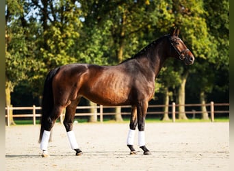 KWPN, Merrie, 4 Jaar, 173 cm, Roodbruin, in Meijel