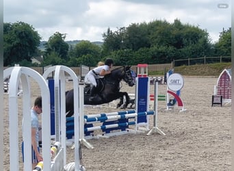 Connemara, Jument, 4 Ans, 146 cm, Gris, in Mountrath