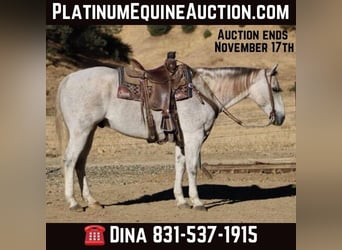 American Quarter Horse, Ruin, 12 Jaar, 152 cm, Schimmel, in Paicines CA,