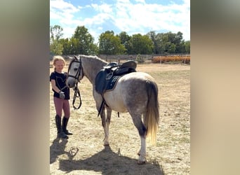 Weitere Ponys/Kleinpferde, Wallach, 4 Jahre, 120 cm, Apfelschimmel, in Rechnitz
