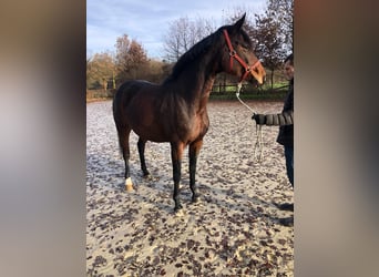 Hanoverian, Mare, 7 years, 16.3 hh, Brown, in Münster,