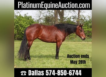 Quarter horse américain, Jument, 4 Ans, 145 cm, Bai cerise, in North Judson IN,