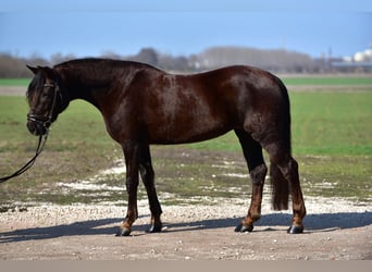More ponies/small horses, Mare, 8 years, 15,1 hh, Chestnut-Red, in Budapest