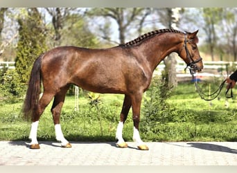 Weitere Ponys/Kleinpferde, Stute, 7 Jahre, 148 cm, Fuchs, in Békéscsaba