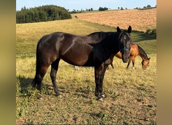 American Quarter Horse, Giumenta, 6 Anni, Morello, in Daleiden