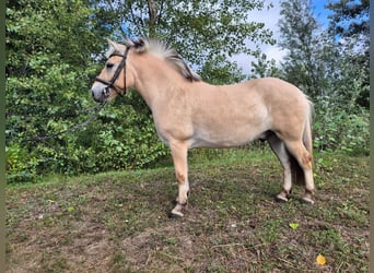 Fjordpferde, Wallach, 4 Jahre, 145 cm, Hellbrauner, in Győrzámoly