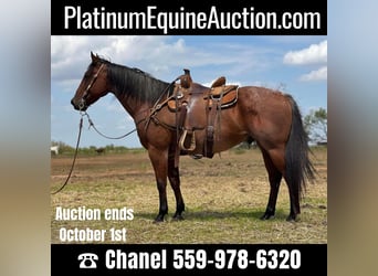 American Quarter Horse, Wallach, 16 Jahre, 157 cm, Roan-Bay, in Byers TX,