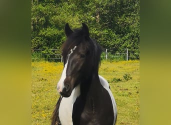 Weitere Ponys/Kleinpferde Mix, Wallach, 4 Jahre, 152 cm, Schecke, in Fahrenkrug