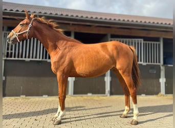Other Breeds, Mare, 2 years, Sorrel, in Vilnius,