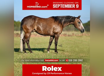 Caballo cuarto de milla, Caballo castrado, 6 años, 147 cm, Tordo, in Pennington, TX,