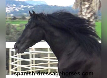 PRE Mix, Stallion, 4 years, 15.2 hh, Black, in Barcelona,