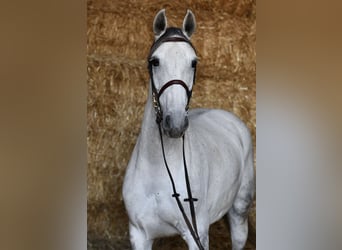 Mecklenburg, Giumenta, 6 Anni, 162 cm, Grigio, in Geilenkirchen