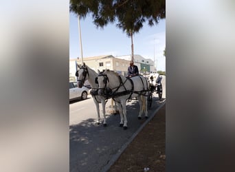Other Heavy Horses, Mare, 14 years, 15.2 hh, Gray, in Murcia,