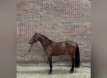 Belgisches Warmblut, Stute, 5 Jahre, 165 cm, Brauner, in Grote-Brogel
