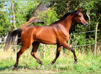 Vollblutaraber, Wallach, 2 Jahre, 150 cm, Dunkelbrauner, in Kehl
