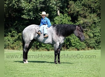 Quarter horse américain, Hongre, 9 Ans, 155 cm, Rouan Bleu, in Mount Vernon,