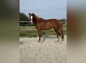 Mare 9 years