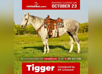 Quarter horse américain, Hongre, 9 Ans, 157 cm, Gris, in Valley Springs,