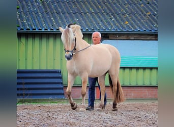 Fjord Horses, Mare, 14 years, 14.2 hh, in Hierden,