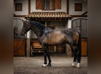 Caballo de deporte alemán, Caballo castrado, 13 años, 170 cm, Castaño, in Madrid