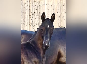 Stallion 
