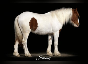 Más ponis/caballos pequeños, Caballo castrado, 4 años, 137 cm, Pío, in Princeton