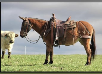 Mule, Mare, 8 years, Red Dun, in Rebersburg