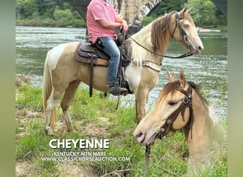 Tennessee walking horse, Ruin, 11 Jaar, 142 cm, Champagne, in Whitley City, KY,