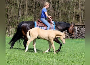 American Quarter Horse, Stallion, , Palomino, in Schlammersdorf,