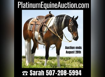 American Quarter Horse, Gelding, 13 years, 15.1 hh, Tobiano-all-colors, in Oelwein IA,
