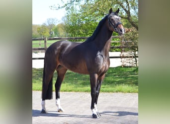 KWPN, Merrie, 6 Jaar, 165 cm, Zwartbruin, in Diever