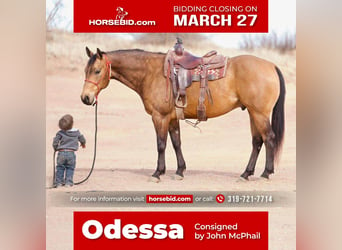 American Quarter Horse, Gelding, 7 years, Buckskin, in Canyon, TX,