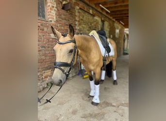 Connemara, Giumenta, 6 Anni, 144 cm, Falbo, in Trebbin