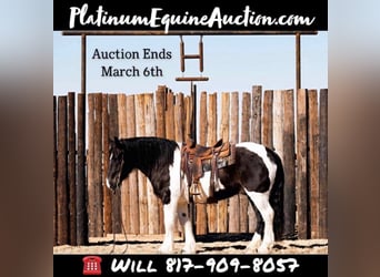 Quarter horse américain, Hongre, 8 Ans, Tobiano-toutes couleurs, in Joshua, TX,