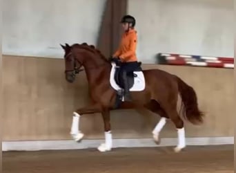 Oldenburger, Wallach, 4 Jahre, 169 cm, Fuchs, in Bassum