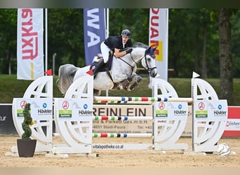 Bavarian Warmblood, Mare, 12 years, 16,3 hh, Gray, in Sch&#xF6;llnach