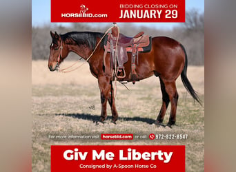 American Quarter Horse, Gelding, 13 years, 14.3 hh, Bay, in Kaufman,