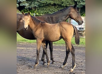 Duits rijpaard, Hengst, 1 Jaar, 175 cm, Buckskin, in Buchhain