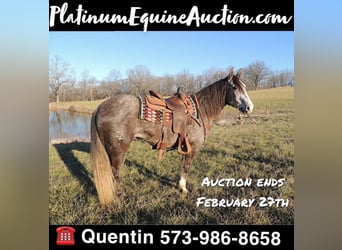 Quarter horse américain, Hongre, 7 Ans, Gris, in Cape Girardweau, MO,