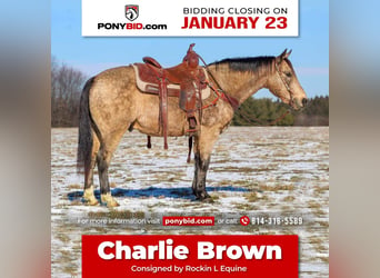 Plus de poneys/petits chevaux, Hongre, 13 Ans, 142 cm, Buckskin, in Shippenville, PA,