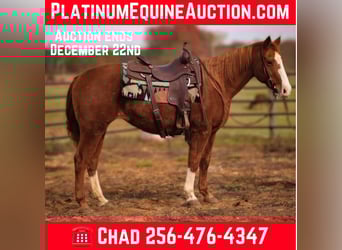 American Quarter Horse, Gelding, 17 years, 14,2 hh, Chestnut, in Mt HOpe AL