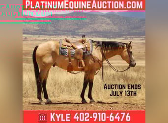 American Quarter Horse, Wallach, 15 Jahre, 163 cm, Buckskin, in Nogales AZ