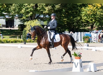 Wallach 6 Jahre Wallach 6 Jahre