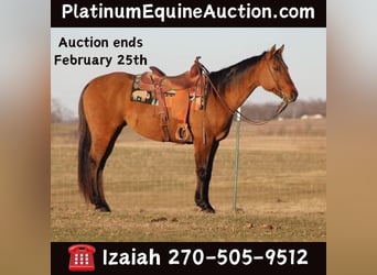 American Quarter Horse, Wallach, 14 Jahre, 152 cm, Falbe, in Sonora, KY,