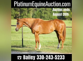 Quarter horse américain, Hongre, 15 Ans, 163 cm, Alezan brûlé, in Huntsville TX,