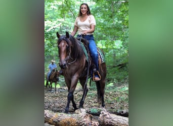 American Quarter Horse, Gelding, 8 years, 16 hh, Roan-Red, in Hardinsburg IN,